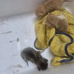 영동군 검은색흰색황토색조합 한국 고양이 성별 미상