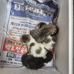 영동군 흰색/검은색 얼룩무늬 한국 고양이 성별 미상