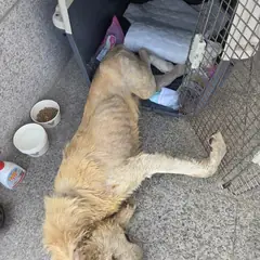 영동군 겨자색 믹스견 수컷