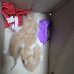 영동군 검은색흰색황토색조합 한국 고양이 성별 미상