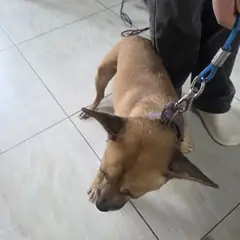 영동군 금갈색 믹스견 암컷