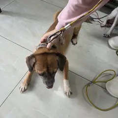영동군 황갈색 믹스견 수컷
