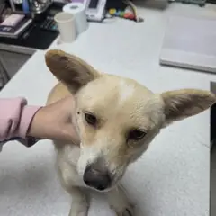 영동군 살구색 믹스견 암컷