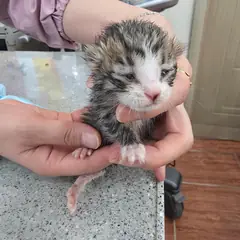 진천군 기타(태비) 한국 고양이 수컷