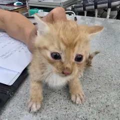 진천군 기타(치즈) 한국 고양이 수컷