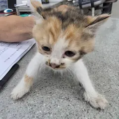 진천군 검은색흰색황토색조합 한국 고양이 암컷