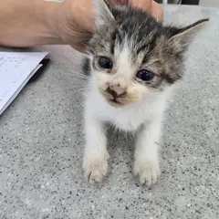 진천군 기타(캐비) 한국 고양이 암컷