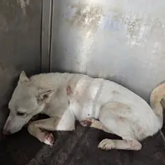 진천군 흰색 믹스견 암컷