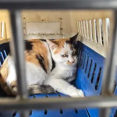 진천군 검은색흰색황토색조합 한국 고양이 암컷