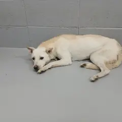 음성군 흰색 믹스견 암컷