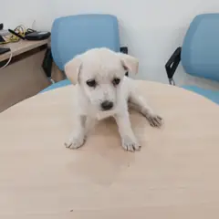 음성군 흰색 믹스견 암컷