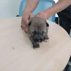음성군 갈색 믹스견 암컷