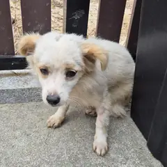 음성군 흰색 믹스견 수컷