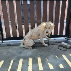음성군 흰색 믹스견 수컷