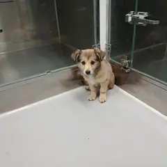 음성군 갈색 믹스견 암컷