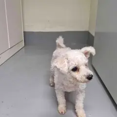 음성군 흰색 푸들 암컷