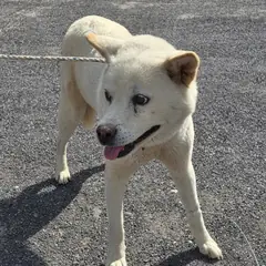 증평군 흰색 믹스견 암컷