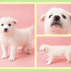 청주시 흰색 믹스견 암컷