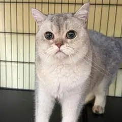 청주시 기타(흰색, 회색) 브리티시 쇼트헤어 수컷