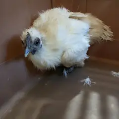 청주시 기타(흰색) 기타축종 암컷