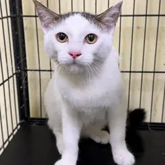 청주시 평행·전체·부분줄무늬 한국 고양이 암컷