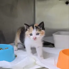 청주시 검은색흰색황토색조합 한국 고양이 암컷