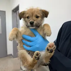 청주시 갈색 믹스견 수컷