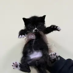 청주시 흰색/검은색 얼룩무늬 한국 고양이 수컷