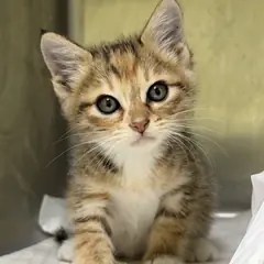 청주시 검은색흰색황토색조합 한국 고양이 암컷