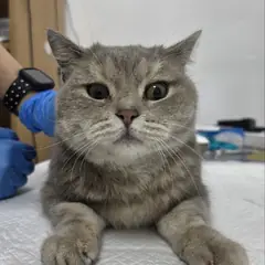 청주시 기타(회색, 갈색) 브리티시 쇼트헤어 수컷