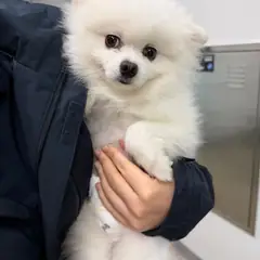 청주시 흰색 포메라니안 수컷