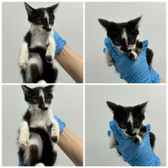천안시 흰색/검은색 얼룩무늬 한국 고양이 암컷