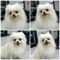 천안시 흰색 포메라니안 암컷