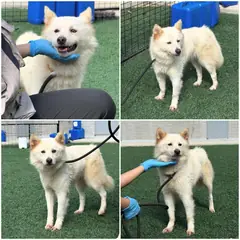 천안시 흰색 믹스견 암컷
