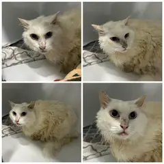 천안시 흰색 터키시 앙고라 수컷