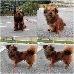 천안시 갈색 믹스견 수컷