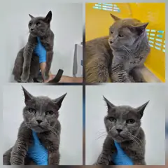 천안시 기타(청회색) 러시안 블루 암컷