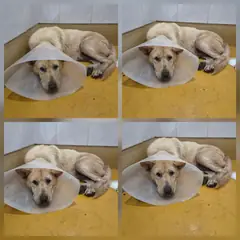 천안시 기타(미색) 믹스견 암컷