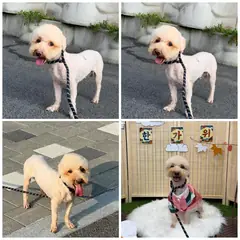 천안시 크림색 푸들 수컷