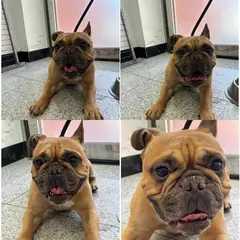천안시 황갈색 프렌치 불독 수컷