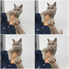 천안시 회색 기타 암컷