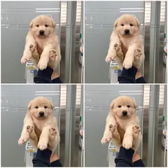 천안시 크림색 믹스견 수컷