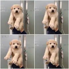 천안시 크림색 믹스견 암컷