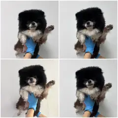 천안시 기타(검+흰) 포메라니안 수컷