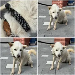 천안시 크림색 믹스견 암컷