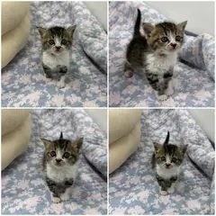 천안시 검은색흰색황토색조합 한국 고양이 암컷