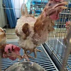천안시 기타(갈+검) 기타축종 암컷
