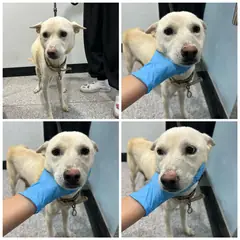 천안시 흰색 믹스견 암컷