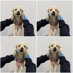 천안시 크림색 믹스견 수컷