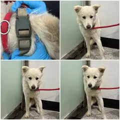 천안시 흰색 믹스견 암컷